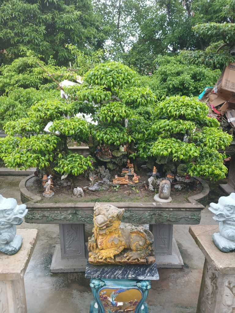 Cay xanh cay xanh cay xanh cay xanh cay xanh cay xanh cay xanh cay xanh cay xanh